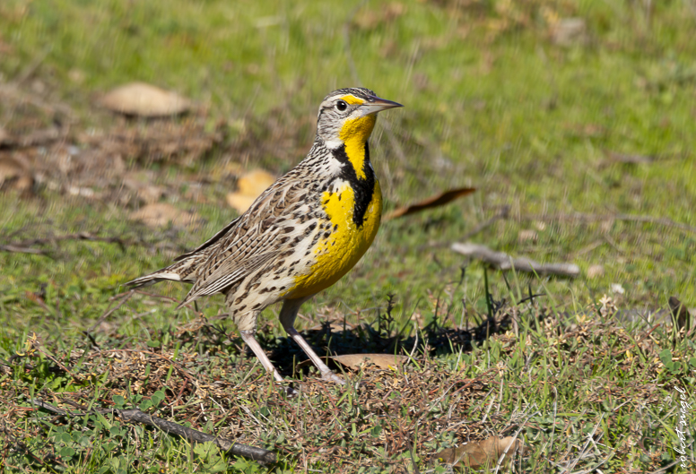 palo alto baylands 2025